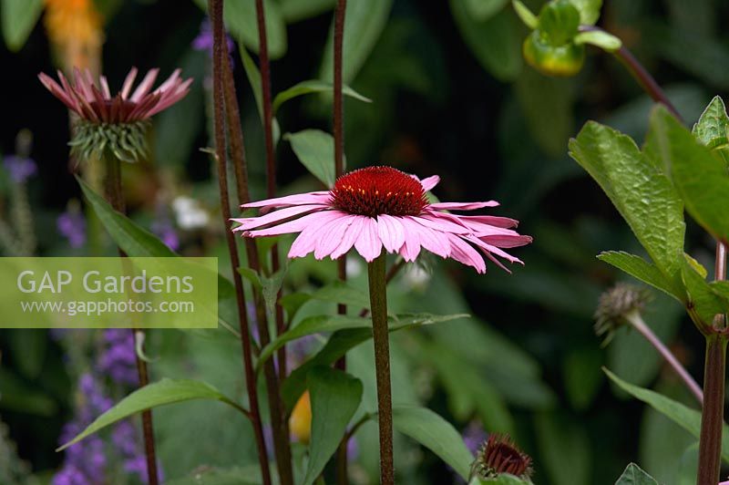 Echinacea purpurea 'Rubinstern', Ruby Star