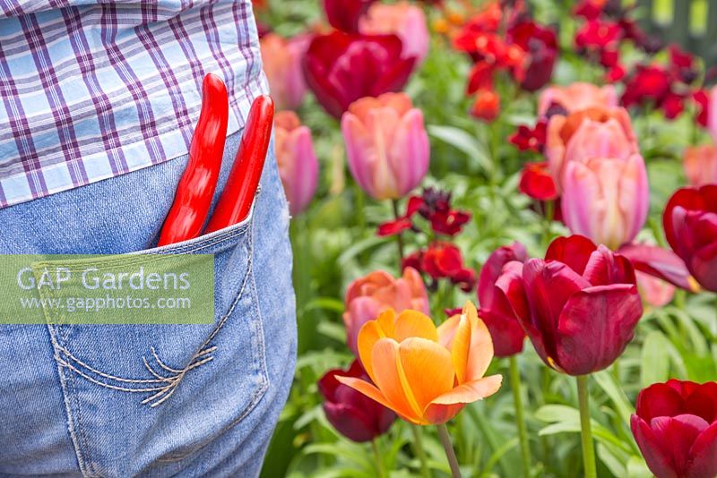 Woman with secateurs in back pocket beside a border of Tulip 'Cairo', 'Malaika' and 'National Velvet'