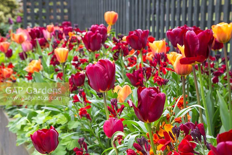 Raised border containing Tulip 'Jan Reus', Tulip 'Malaika', Tulipa 'Brown Sugar', Tulip 'Cairo' and Wallflowers