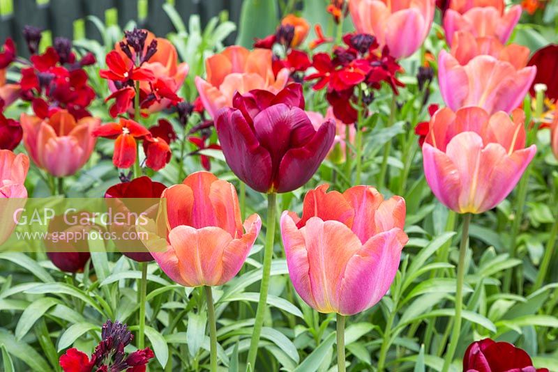 Raised border containing Tulip 'National Velvet', Tulip 'Malaika' and Wallflowers