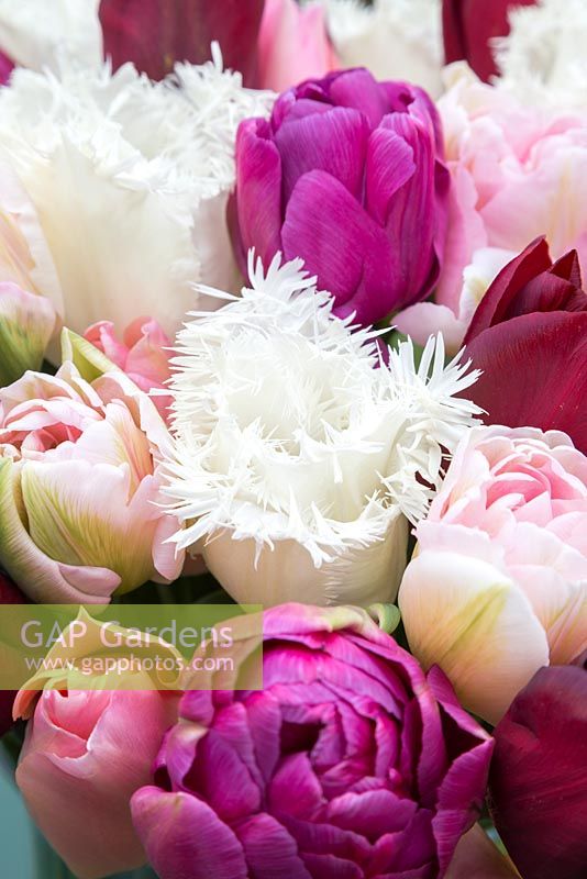 Floral display of Tulipa 'Swan Wings', Tulipa 'Jan Reus', Tulipa 'Angelique' and Tulipa 'Blue Diamond' 