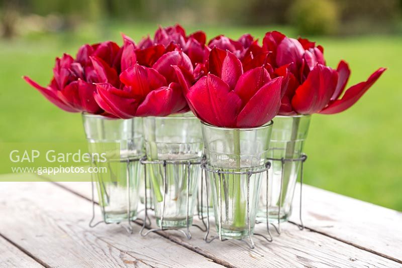 Floral display of Tulipa 'Matrix' in small glass vases