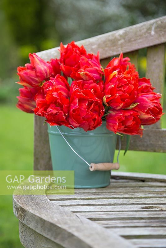 Floral display of Tulipa 'Abba' in teal bucket