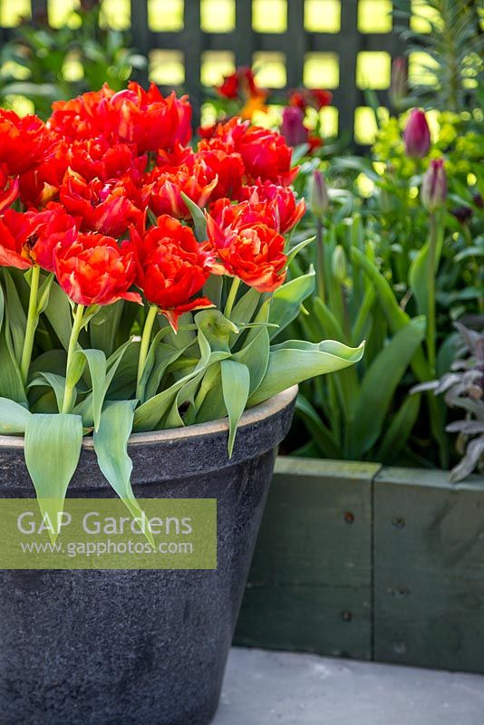 Tulipa 'Abba' planted in blue glazed pot