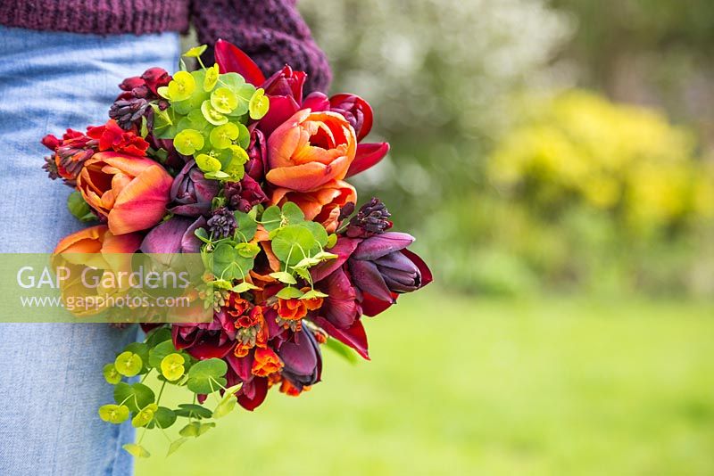 Woman carrying bundle of freshly cut Euphorbia, Wallflowers, Tulip 'Brown Sugar', Tulip 'National Velvet' and Tulip 'Queen of Night'