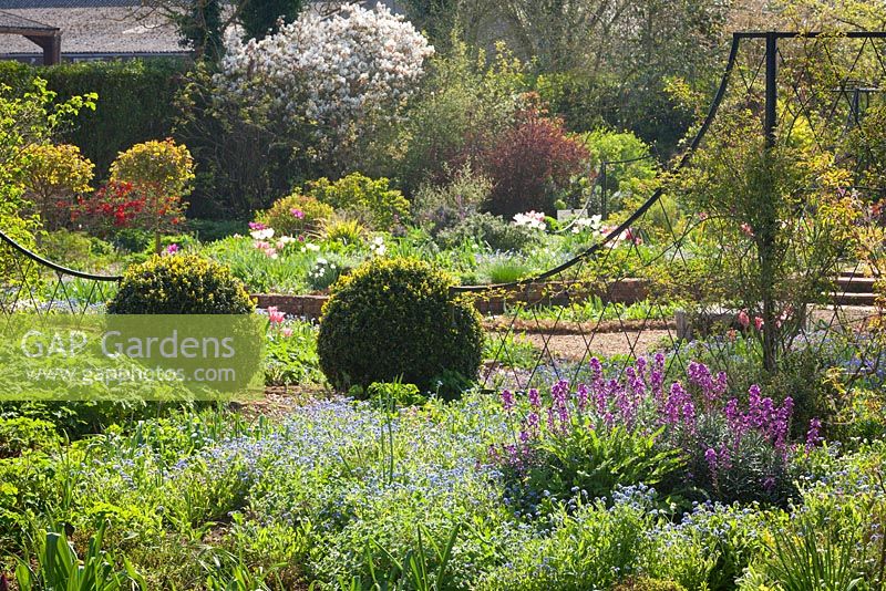 The area around the Sunken Garden. The purple plant on the right is Erysimum 'Bowles's Mauve'. Hall Farm Garden, Harpswell, Lincolnshire, UK. Spring, April 2015.