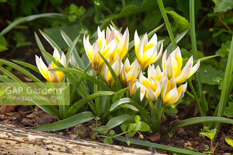 Tulipa tarda - late tulip. Hall Farm Garden, Harpswell, Lincolnshire, UK. Spring, April 2015.