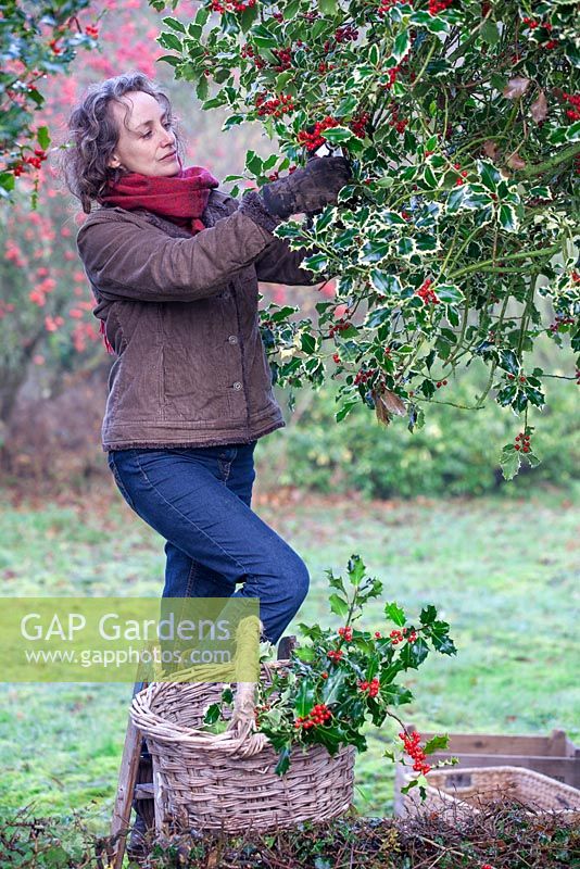 Gabbi Reid cutting Ilex aquifolium, Holly for making wreaths. December, Gabbi's Garden.