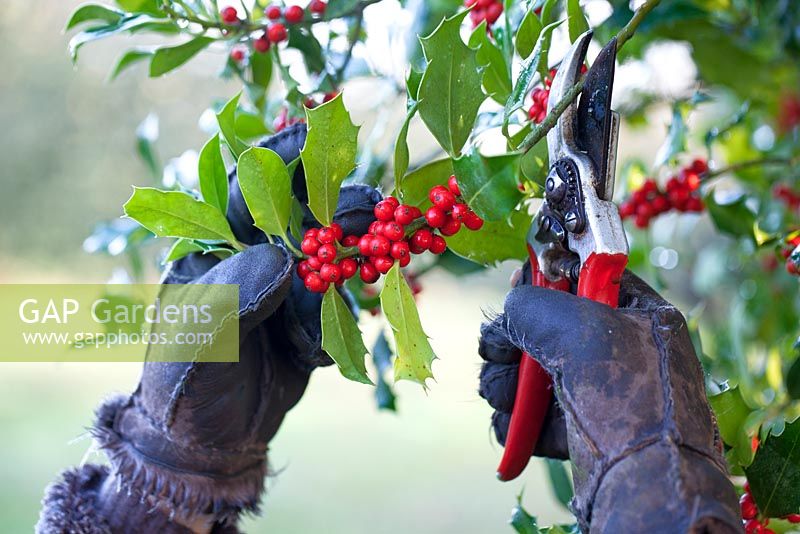 Cutting holly Ilex aquifolium and red berries for wreaths. Winter. Gabbi's Garden, December. 
