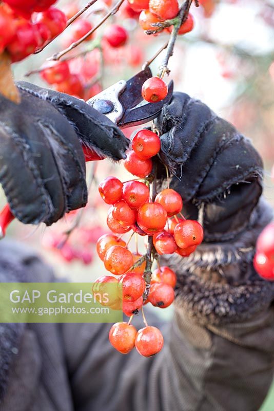 Cutting bright red Malus, Crab Apples for wreaths. Gabbi's Garden, December. 