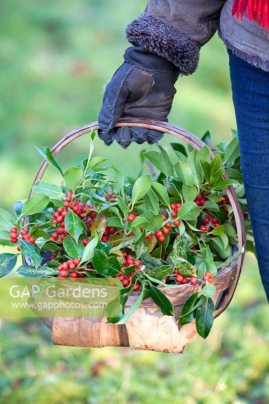 Gabbi Reid holding a basket of Ilex aquifolium, Holly and bright red berries. December.