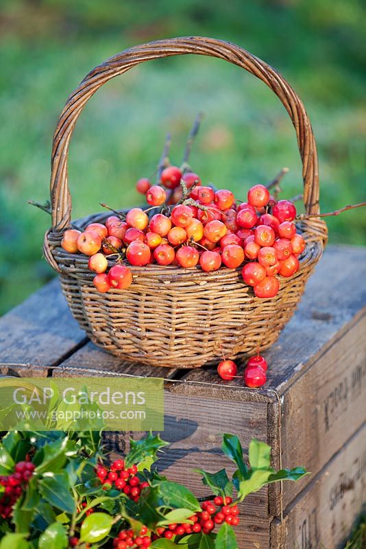 A basket of bright red Malus, crab apples on an apple box with holly, Ilex aquifolium. December.