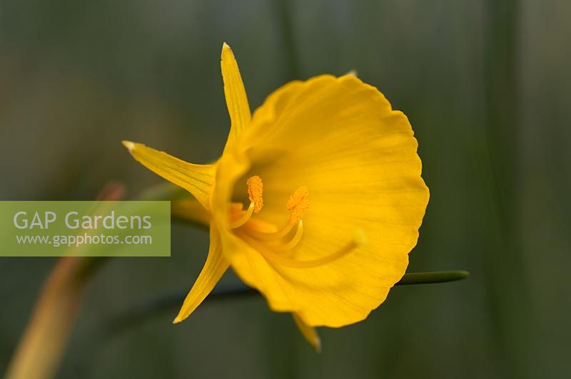 Narcissus bulbocodium subsp. bulbocodium var. conspicuus