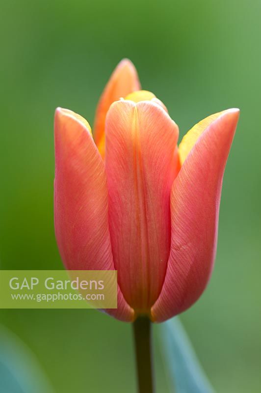 Tulipa 'Cairo'
