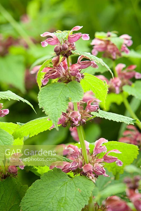 Lamium orvala - balm-leaved red deadnettle. Goltho Gardens, Goltho, Lincolnshire, UK. Spring, May 2015.