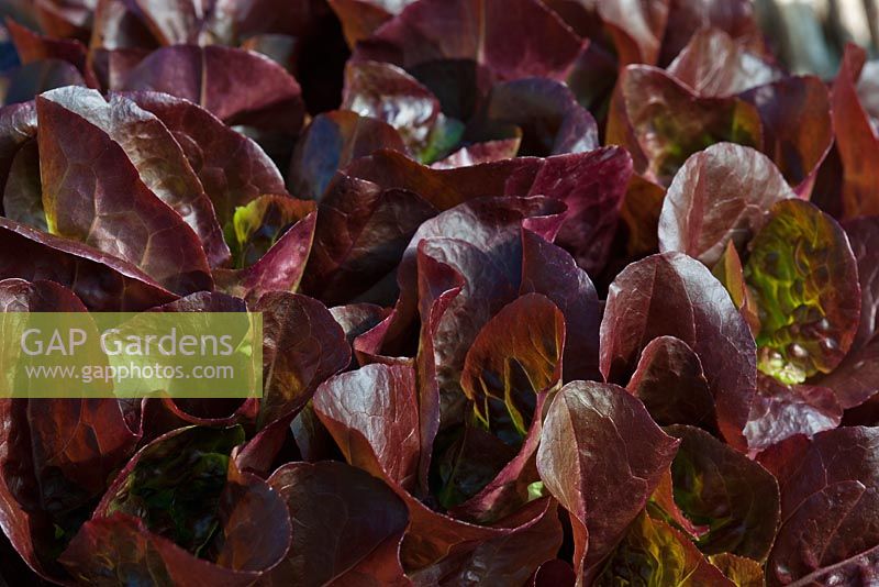 Lactuca sativa 'Little Gem Dazzler' lettuce summer 