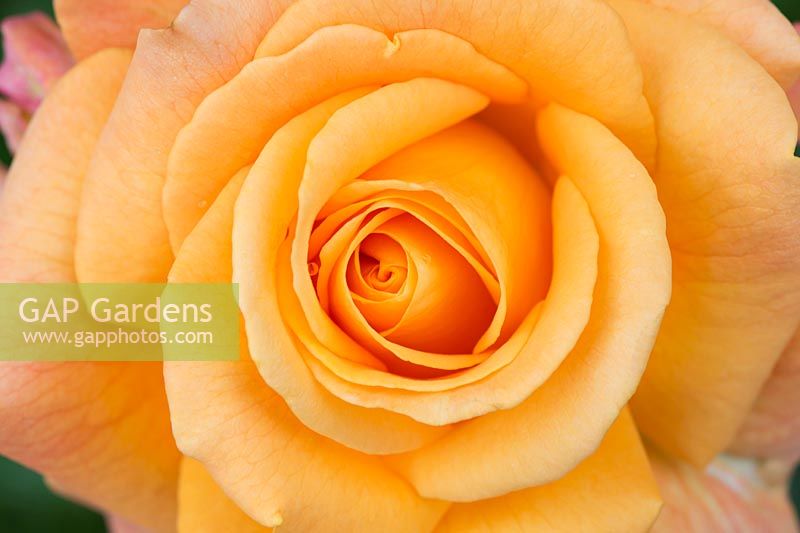 Rosa 'Belle Epoque' - Hybrid Tea Rose - June - Oxfordshire