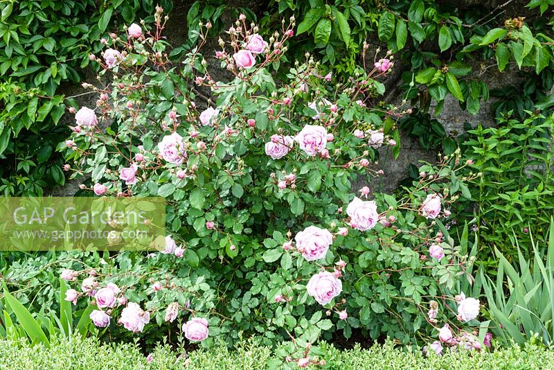 Rosa 'Alan Titchmarsh' in the Vegetable Garden. Orchard House, Sedbury, Gloucestershire. Garden designed and created by Stella Caws. June 2015. 
