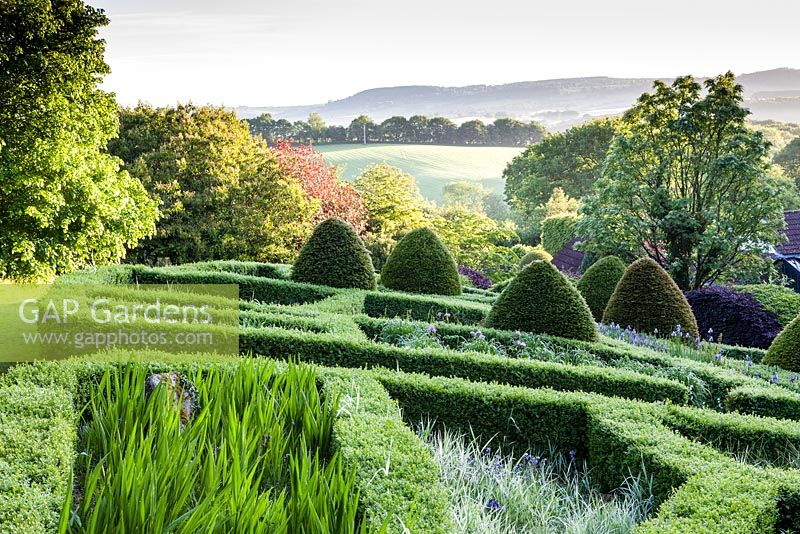 View over the Grasses parterre. Low hedge of Buxus sempervirens, foreground containing Cocosmia 'Lucifer'. Mounds of clipped Taxus baccata. Veddw House Garden, Monmouthshire, South Wales. June 2015. Garden designed and created by Charles Hawes and Anne Wareham.