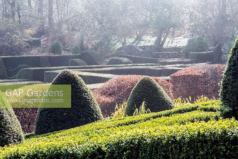 View across the Grasses Parterre to the Hedge Gardens and wood beyond. Foreground hedges of Buxus sempervirens. Main hedges and mounds of Taxus baccata. Wave form hedge of Fagus sylvatica. Veddw House Garden, Monmouthshire, South Wales. March 2015. 