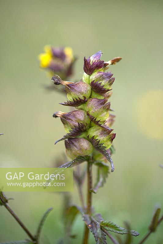 Rhinanthus minor - Yellow Rattle seed pods