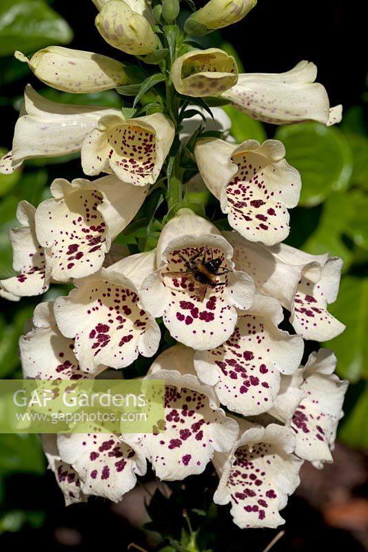 Digitalis 'Camelot Cream' with a bee. Foxglove cream with maroon markings
