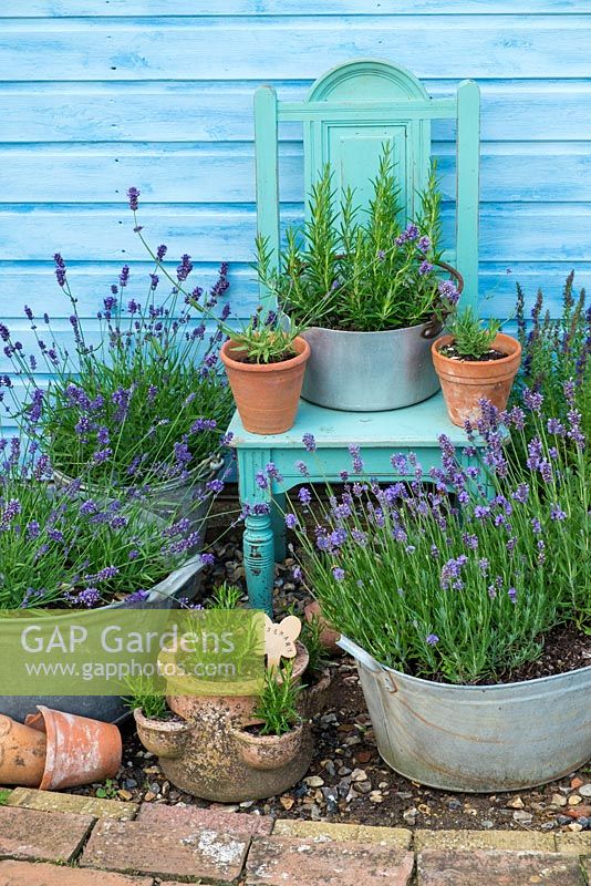 Reclaimed planters and pots with Lavender and Rosemary arranged around refinished vintage chair against blue painted shed and reclaimed brick pathway.