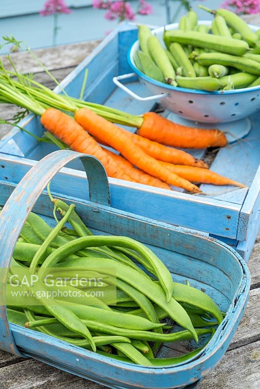 Garden produce ready for the kitchen, runner beans, carrots and broad beans.