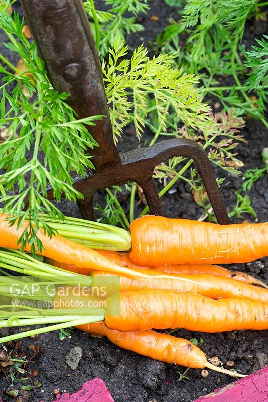 Freshly dug garden carrots, 'Flyaway' F1