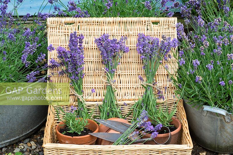 Freshly picked and bunched garden Lavender, arranged and displayed in a wicker hamper.