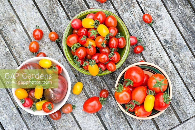 Collection of home grown tomatoes, 'Rainbow Blend' F1, 'Rio grande' and 'Black from Tula'