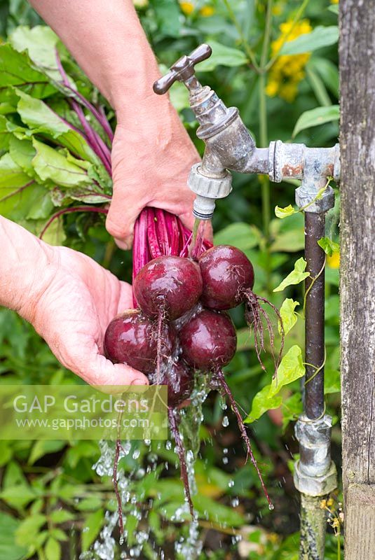 Gardener washing Beetroot under garden standpipe, 'Pablo' F1