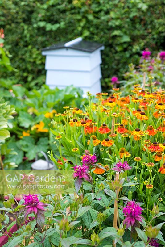 Summer flower border beside vegetable plot of Heleniums and Monarda with traditional beehive in background.
