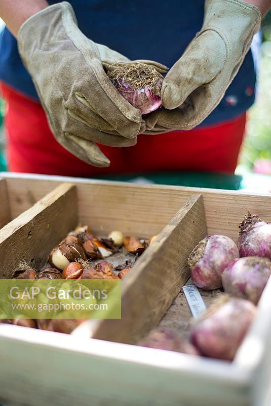 Women gardener grading and labelling Tulip, Hyacinth and Narcissi bulbs prior to drying and replanting in Autumn.