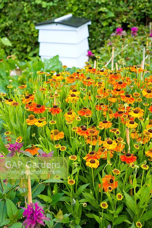 Summer flower border of Heleniums and Monarda with traditional beehive in background.