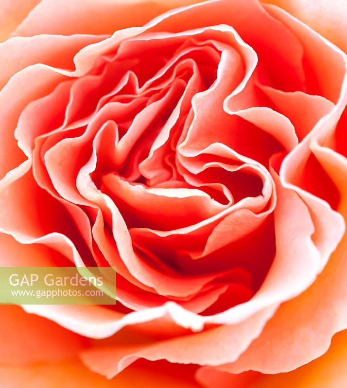 Rosa 'Welwyn Garden Glory - rose harzumber