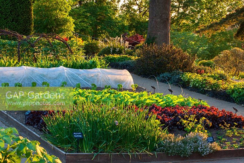The vegetable garden in June with lettuce 'Rushmoor', Celtuce, Swiss Chard 'Rosa', Allium Quatro, orange scented thyme, strawberry Sarian. 