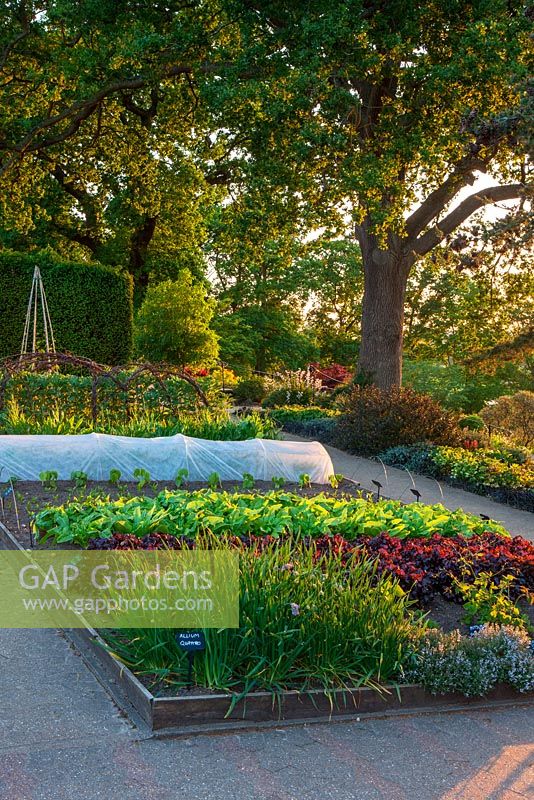 RHS Garden, Wisley - The vegetable garden in june with lettuce rushmoor, celtuce, swiss chard rosa, allium quatro, orange scented thyme, strawberry sarian