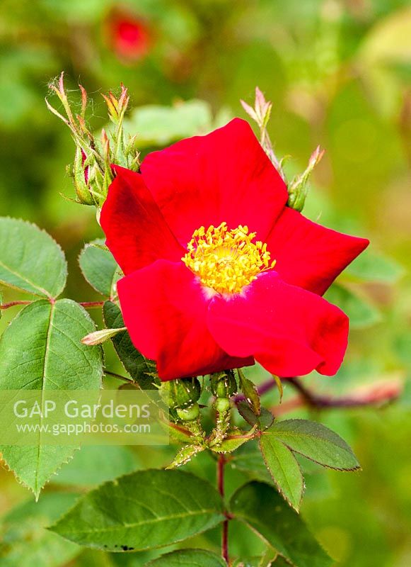Rosa 'Scarlet Glow' also known as Rosa 'Scharlachglut' - May, France