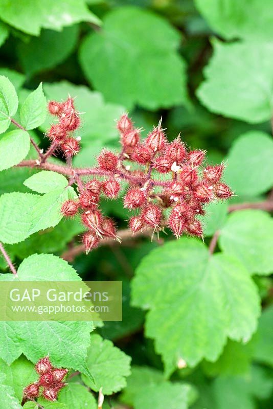 Rubus phoenicolasius - Japanese wineberry - July, France