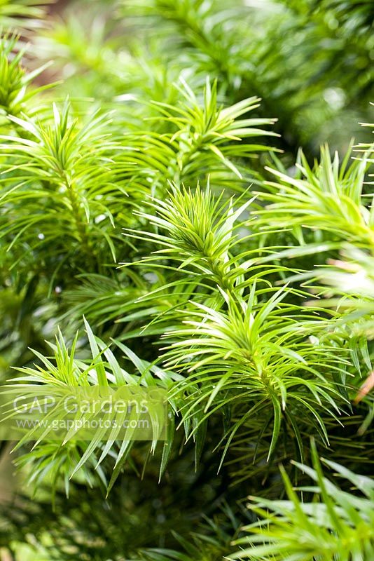 Cunninghamia lanceolata - China or Taiwan fir - July, France