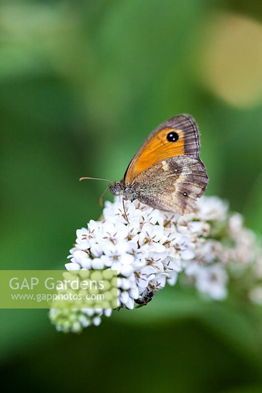 Coenonympha pamphilus on Lysimachia clethroides - Small heath butterfly on white flowers of loosestrife - July, France