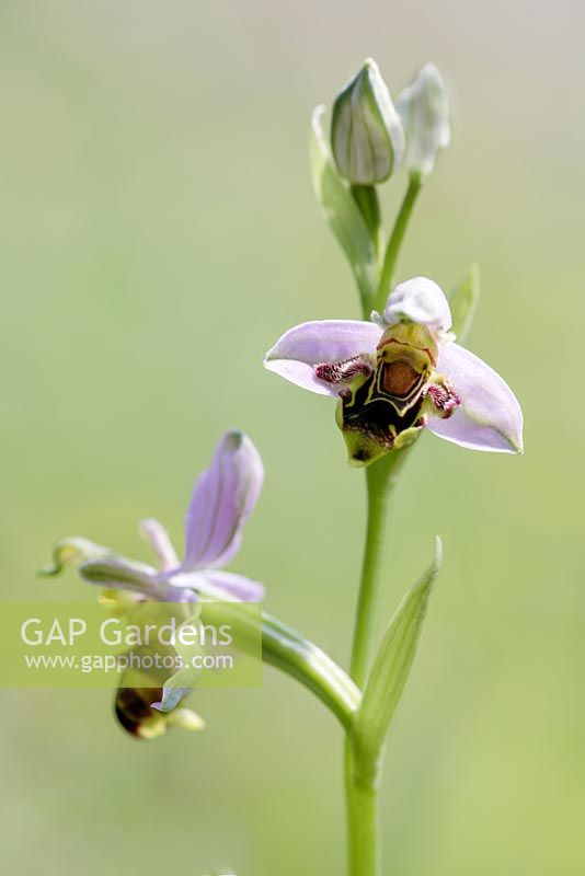 Ophrys apifera, June, Strumpshaw Fen Norfolk