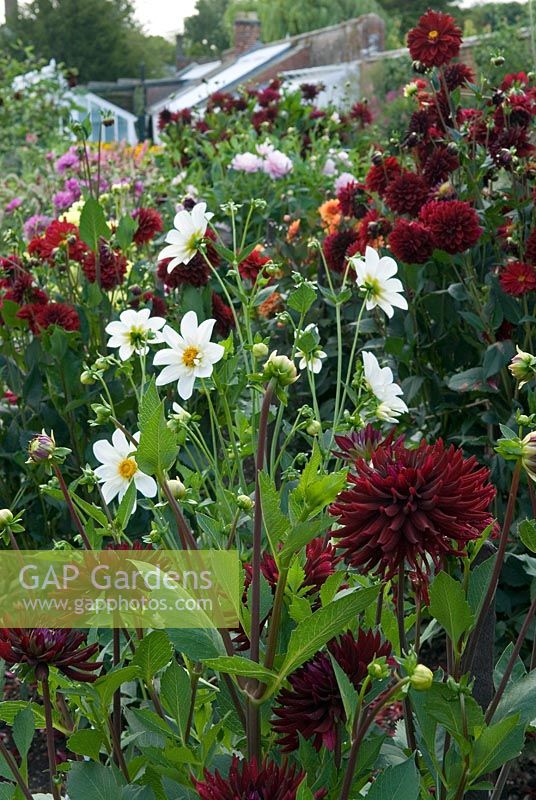 The Dahlia bed at West Dean Gardens - foreground Dahlia 'Chat Noir', Fairfield Frost - white and Arabian Night.