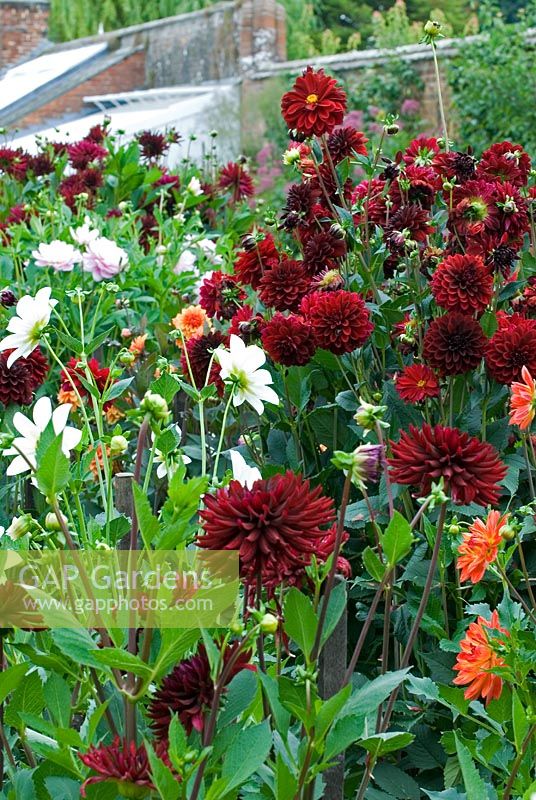 Dahlias at West Dean - foreground Chat Noir, Ken's Flame - orange, Fairfield Frost - white, and Arabian Night.