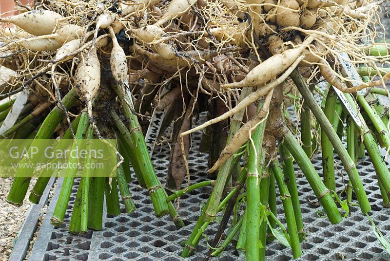 The dahlia tubers are stored upside-down for a couple of weeks, in a frost free place so that they dry out thoroughly.