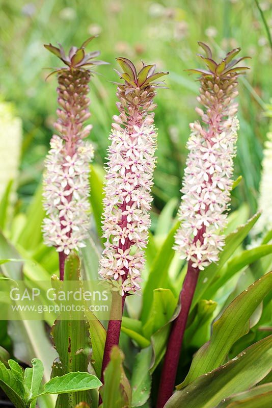 Eucomis comosa 'Reuben', Pineapple Flower, Pineapple Lily, Cape Town, South Africa