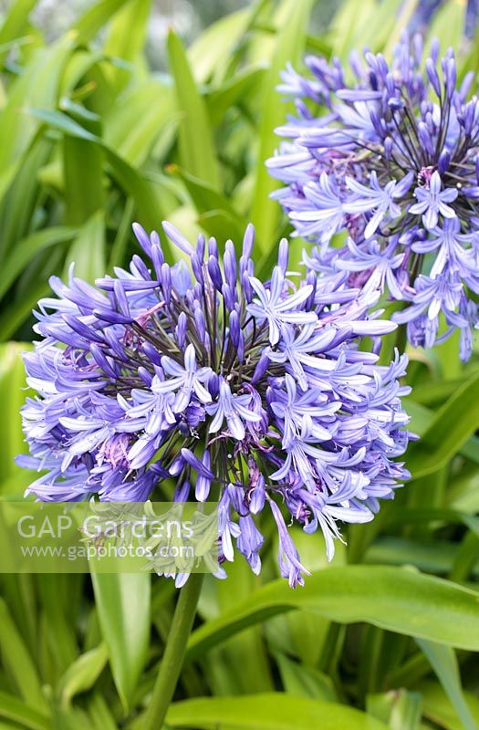 Agapanthus caulescens - Lily of the Nile, African Lily, Cape Town, South Africa
