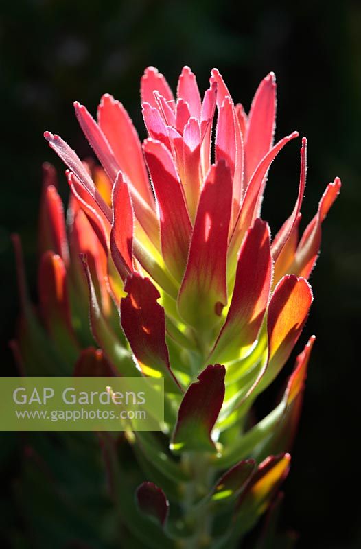 Mimetes cucullatus - Pagoda Protea, Cape Town, South Africa
