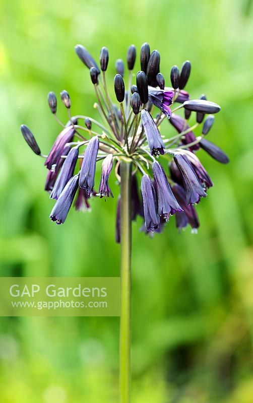 Agapanthus inapertus hollandii 'Lydenburg', Cape Town, South Africa